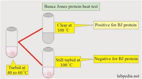 CHEMICAL EXAMINATION OF URINE – PROTEIN DETECTION.